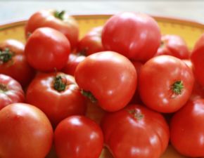 西紅柿（番茄）的功效作用、種植環(huán)境要求及旱地高產(chǎn)種植技巧