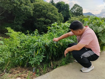 全力做好農產品質量安全檢測 守護群眾“舌尖上的安全”——以番茄為例