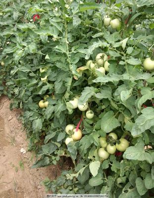 守護紅艷豐收 電焊網在西紅柿園中的巧妙應用