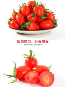 千禧圣女果 既是美味小番茄，也是營養(yǎng)孕婦食品