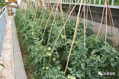 邀你打卡“網(wǎng)紅空中菜園”！“雙童”蔬果喜獲豐收，工業(yè)區(qū)里的田園詩篇