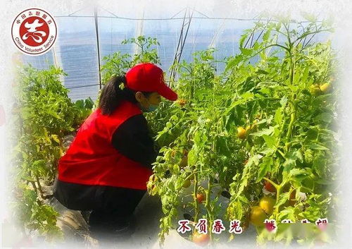 齊齊哈爾 不負(fù)春光播種希望，讓勞動之花在志愿服務(wù)中綻放