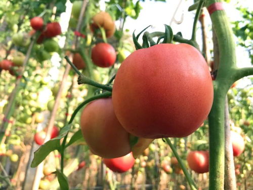 數(shù)九寒天綠意濃，電焊網(wǎng)中碩果累