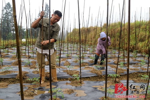 跟著領(lǐng)頭雁，勾花網(wǎng)鋪就致富路